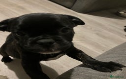 Frug dogs for sale: 4 Male Frugs, Available now! - Image 6
