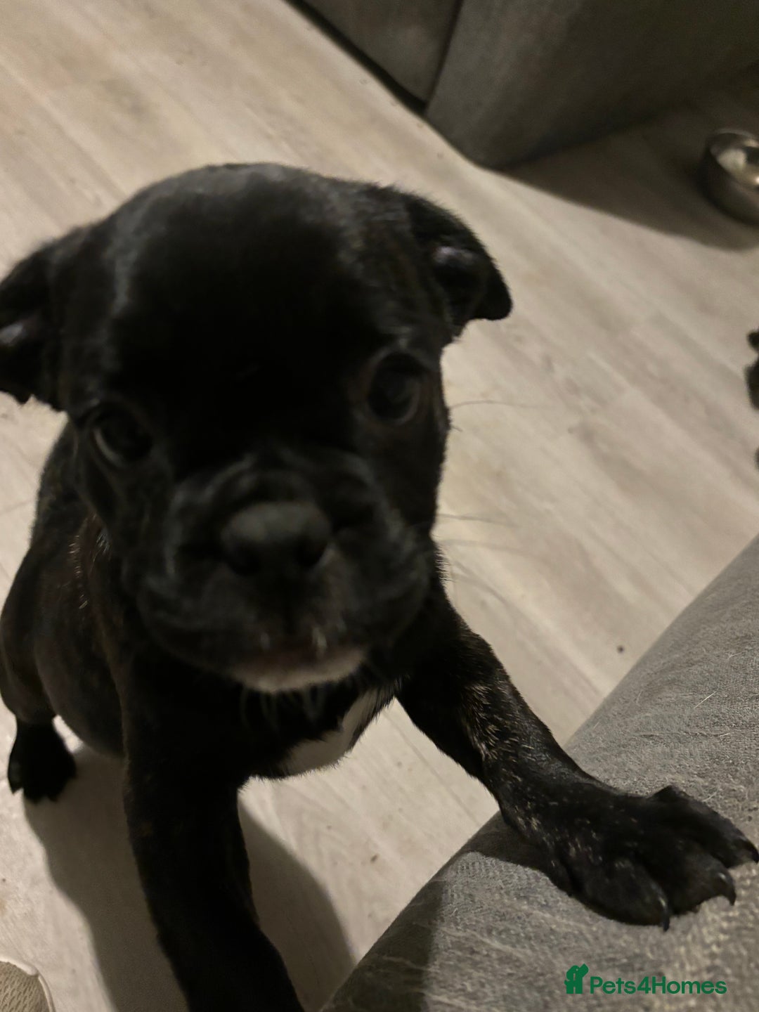 Frug dogs for sale: 4 Male Frugs, Available now! - Image 6