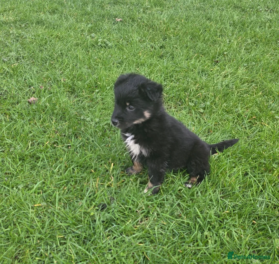 Golden Shepherd dogs for sale: Golden shepherd puppies  in Romford - Advert 13