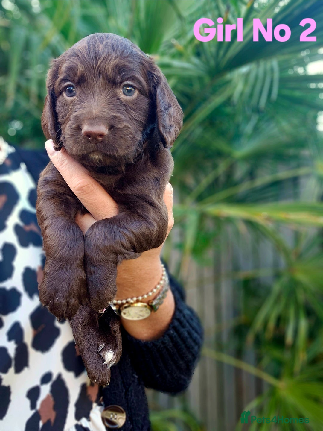 Cocker Spaniel dogs for sale: Cocker Spaniels - Image 7