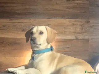 Cavalier King Charles Spaniel dogs Cavalier x Jack russell - Advert 1