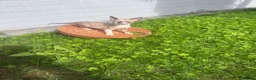 Cornish Rex cats for sale: Beautiful Cornish Rex’s ready for their new homes - Advert 11