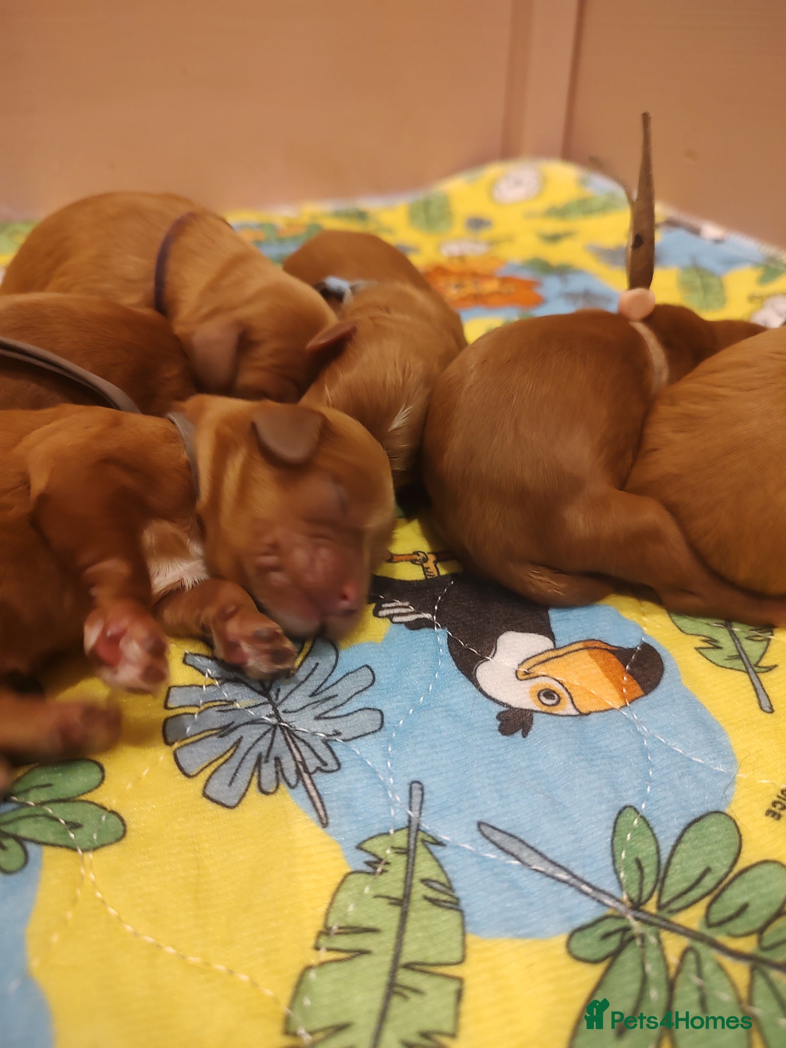 Cavapoo dogs for sale: Beautiful red Cavapoo Puppies - Advert 3