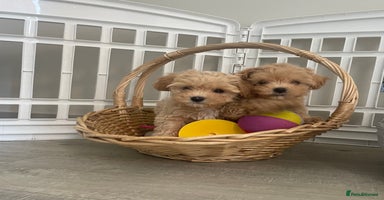 Maltipoo dogs - Advert 2