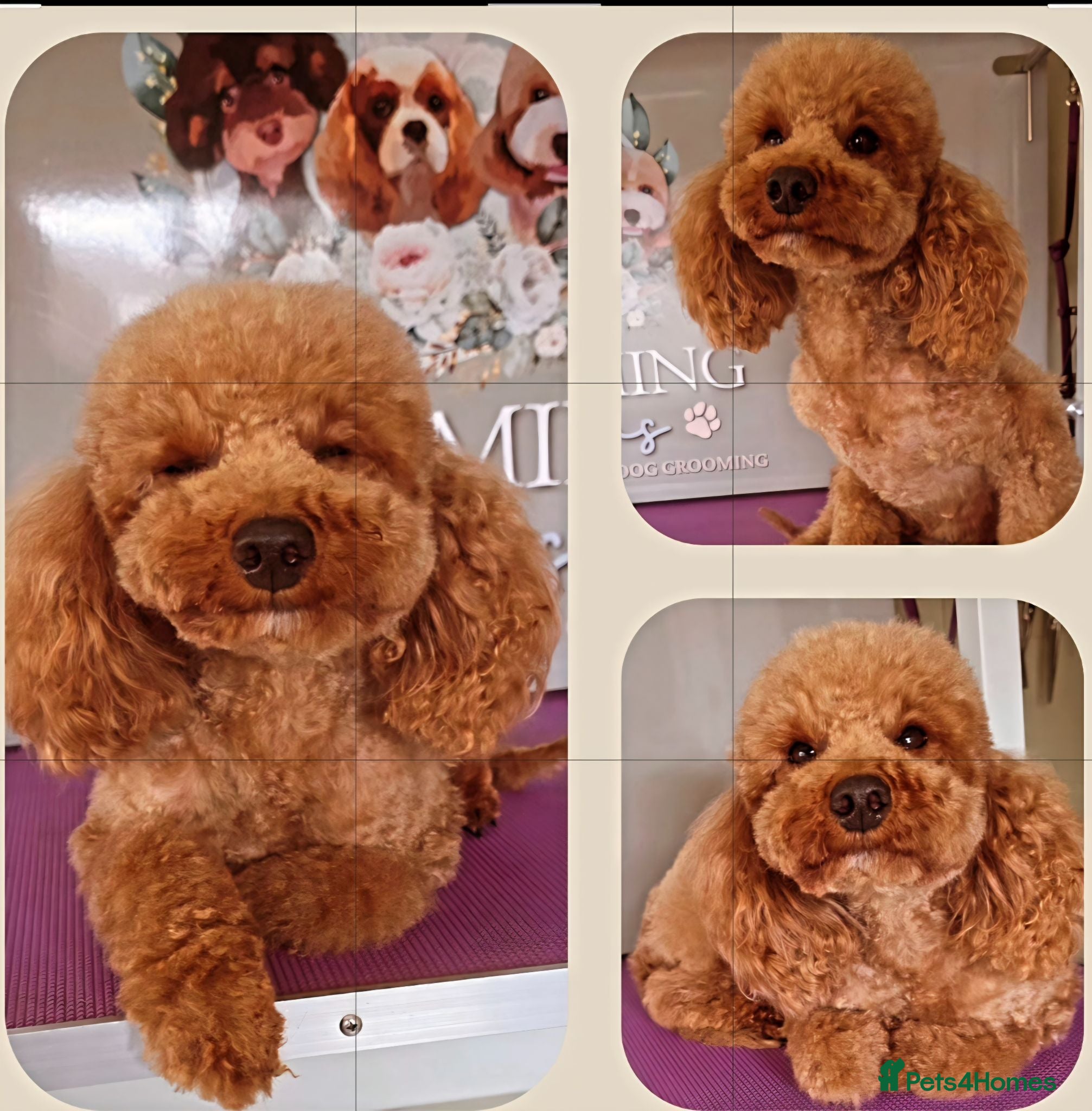 Toy Poodle dogs Deep red toy poodle female  - Advert 9