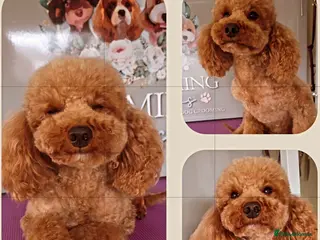 Toy Poodle dogs Deep red toy poodle female - Advert 1