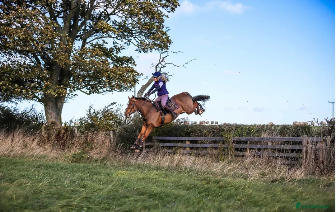 Welsh Section D horses for sale: 14.3/15hh allrounder gelding  in Rowlands Gill - Advert 2