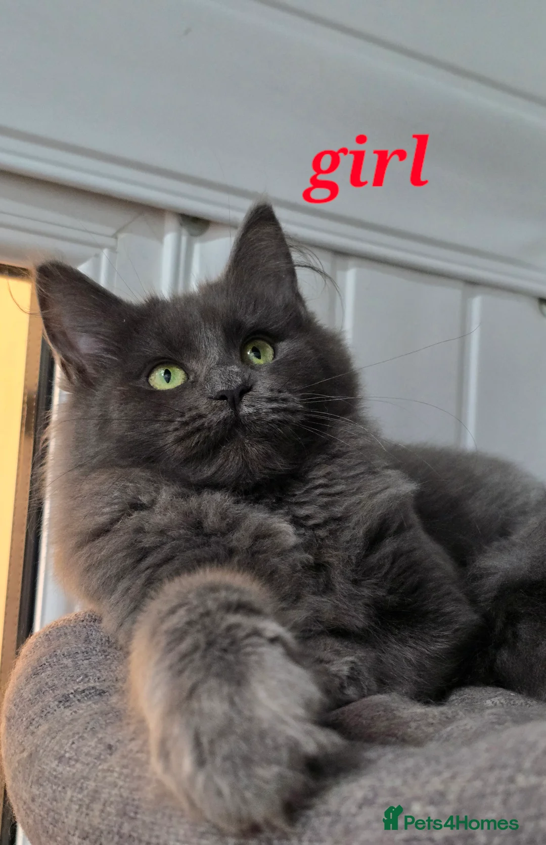 Maine Coon cats for sale: Gccf registered maine coon babies blue smoke - Advert 7