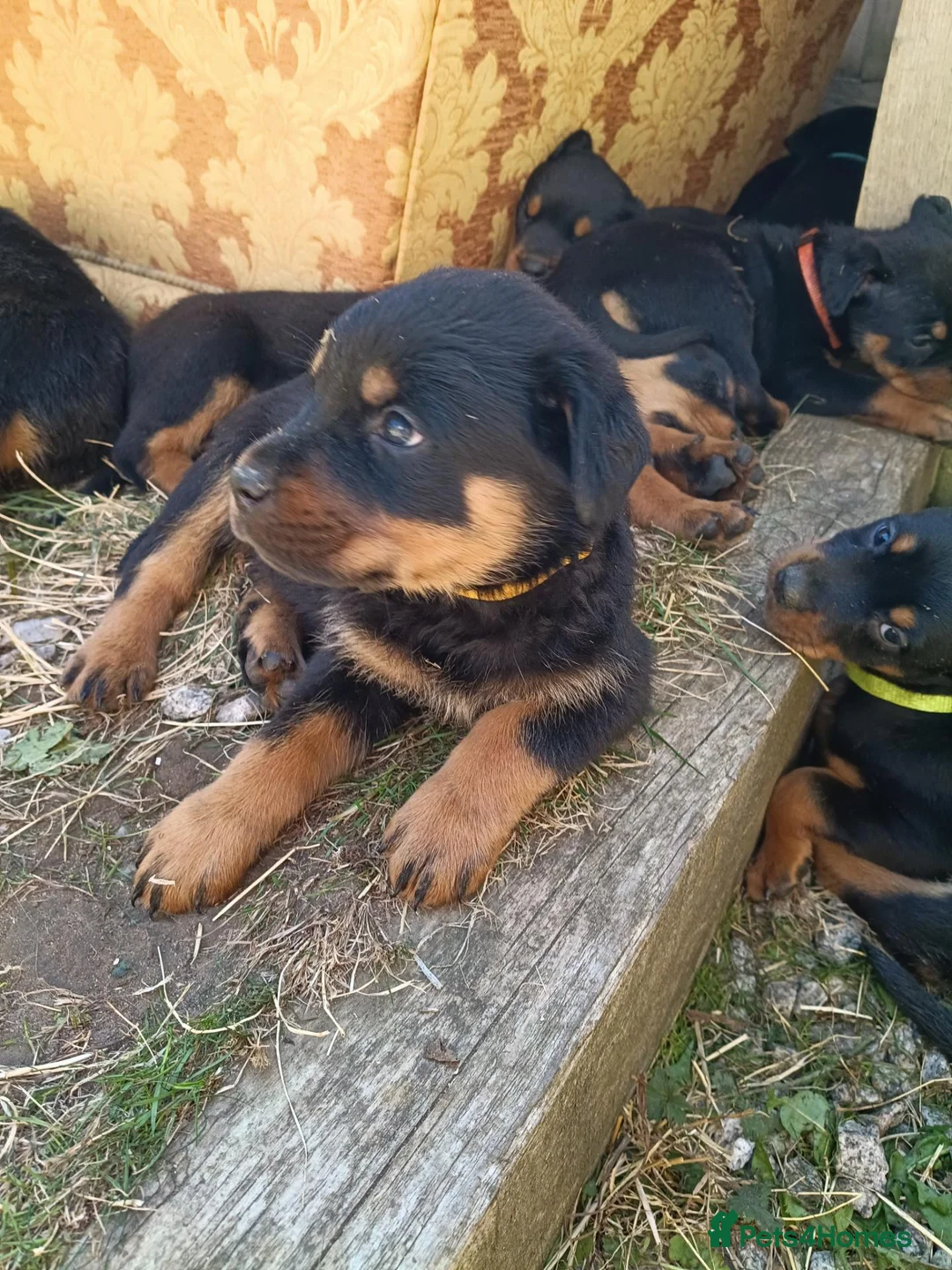 Rottweiler dogs for sale: Rottweiler puppies  - Advert 2