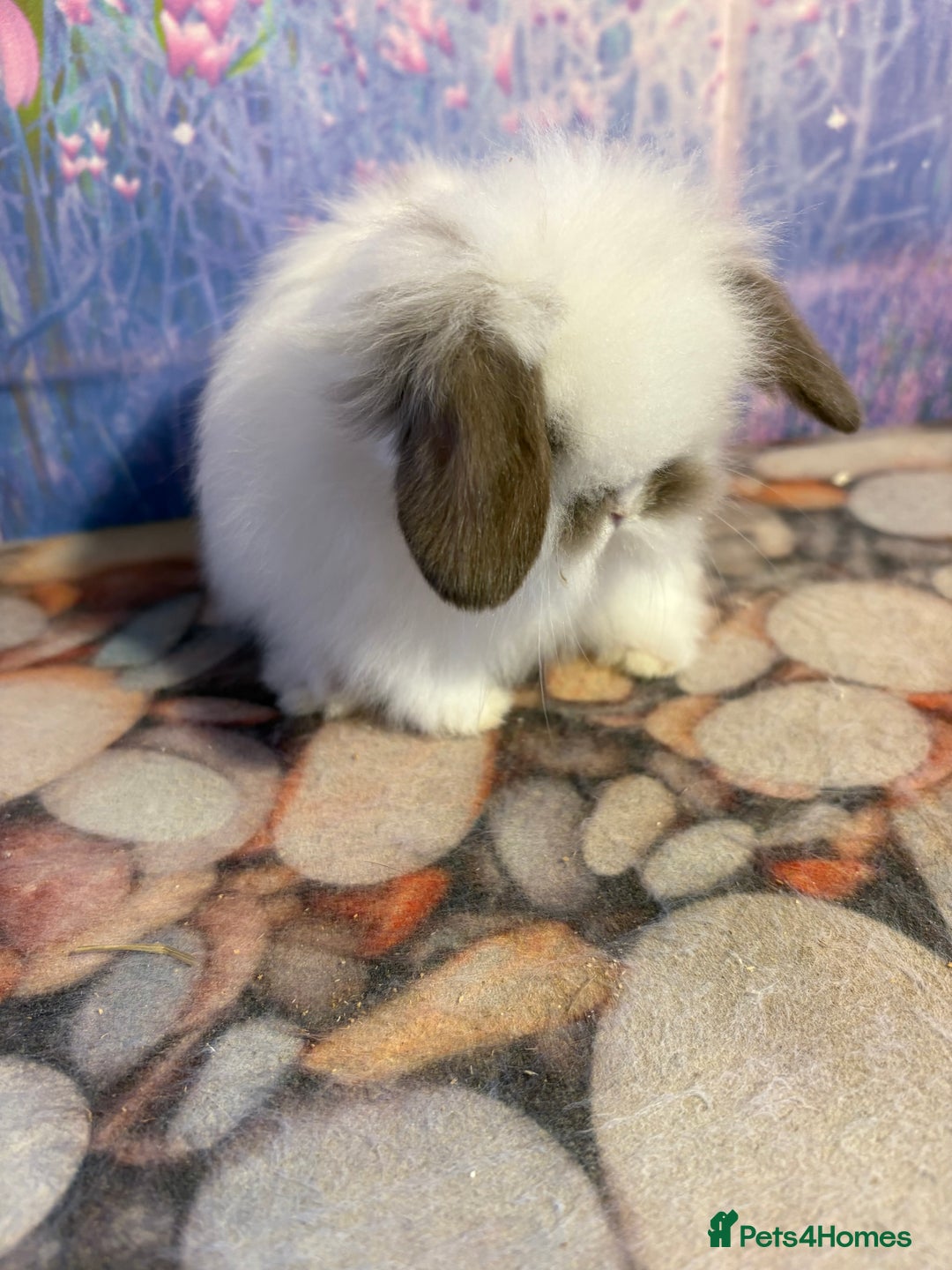 Mini Lion Lop rabbits for sale: Double mane lionlops ready 23rd Oct  - Image 2