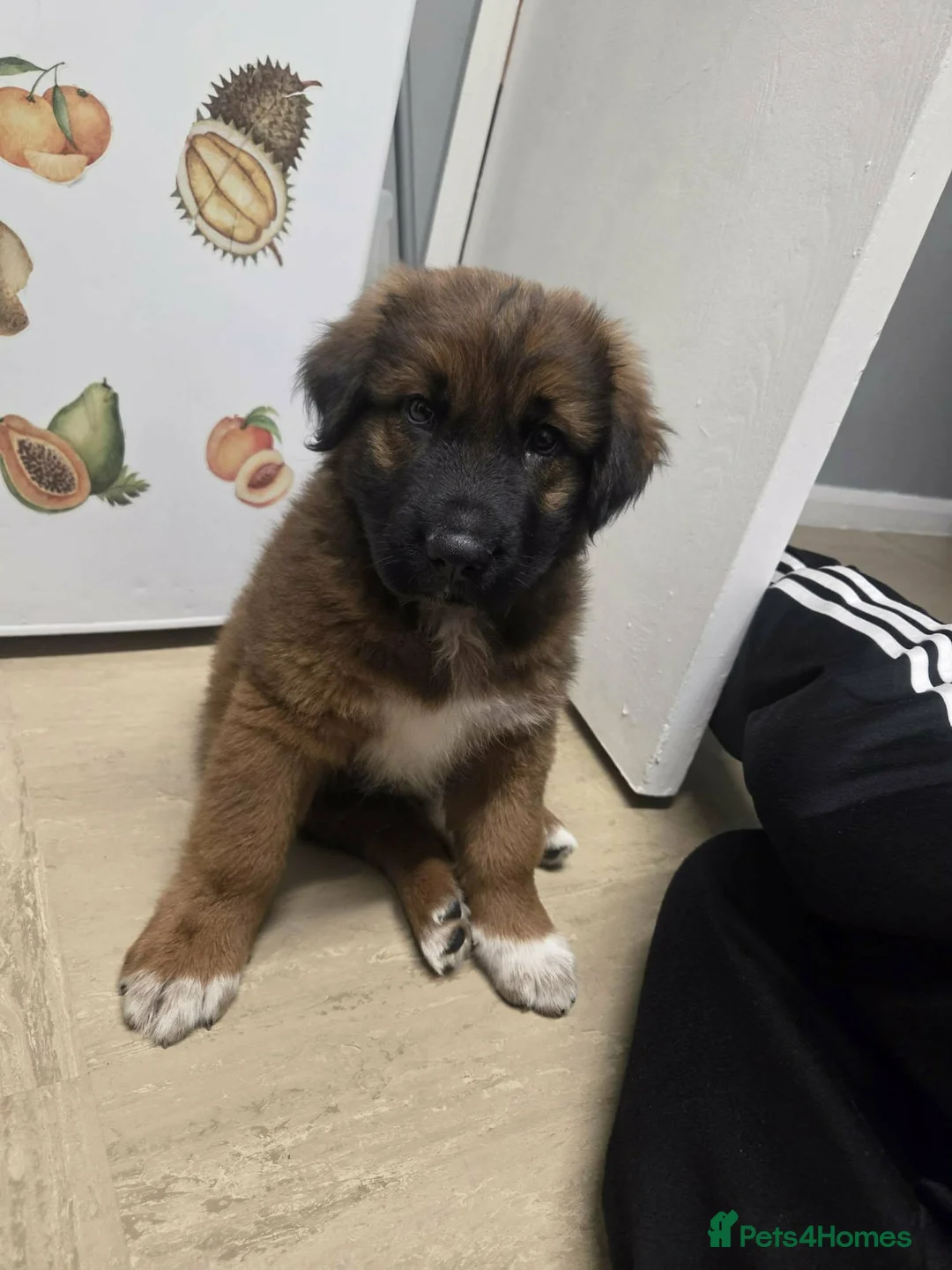 Caucasian Shepherd Dog dogs for sale: Mr max in Sheffield - Advert 2