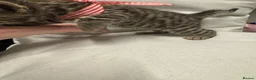 Bengal cats for sale: Rare Pedigree Zorro masked charcoal Bengal Kittens in Orpington - Advert 15