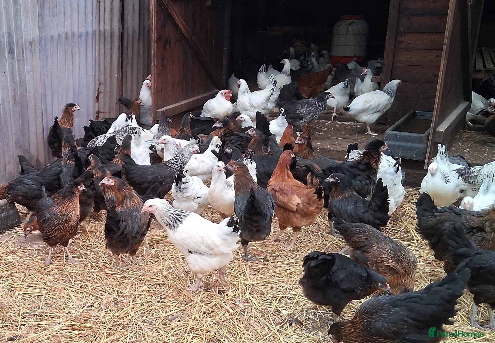 Chickens poultry Hybrid/Pure breed POL hens for sale! - Advert 15