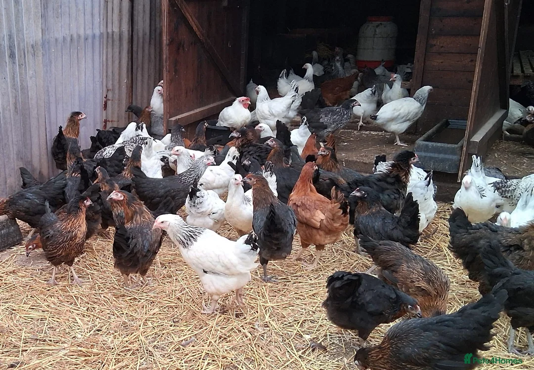 Chickens poultry for sale: Hybrid/Pure breed POL hens for sale! - Advert 1