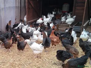 Chickens poultry Hybrid/Pure breed POL hens for sale! - Advert 15