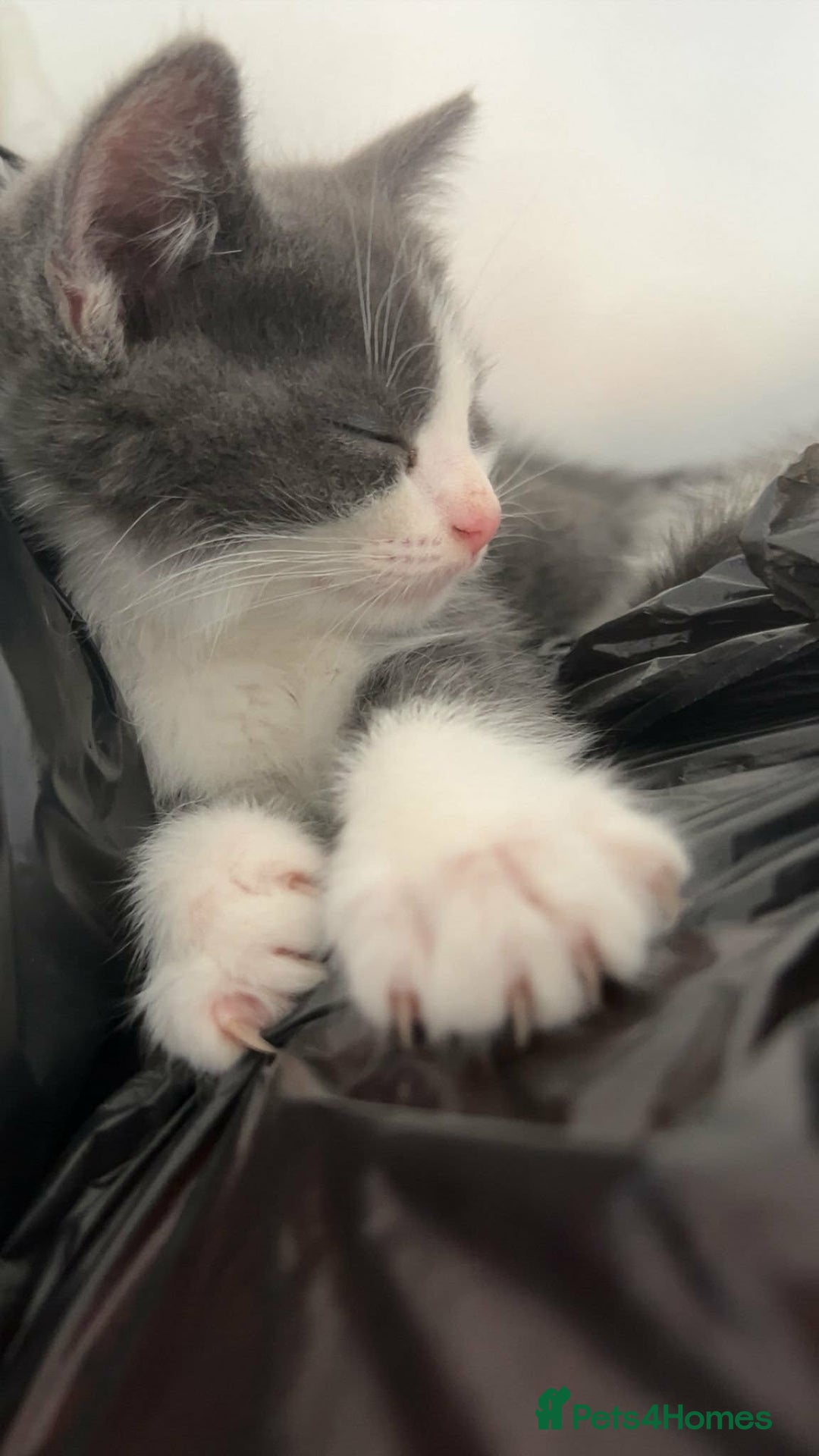 Mixed Breed cats for sale: 3 beautiful kittens for sale :)  - Advert 2