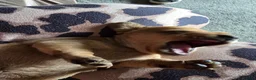 Dachshund dogs for sale: Shaded red Dachshund puppies in Barrow-upon-Humber - Advert 6