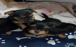 Yorkshire Terrier dogs for sale: YORKSHIRE TERRIER PUPPIES with OWN VET HEALTH CERT - Image 12