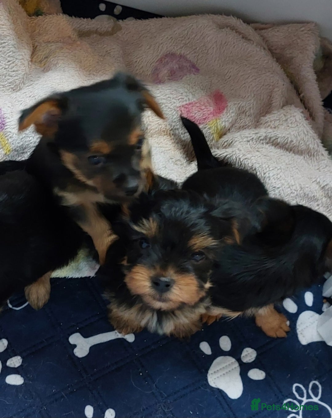 Yorkshire Terrier dogs for sale: YORKSHIRE TERRIER PUPPIES with OWN VET HEALTH CERT - Image 12