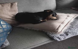 Mixed Breed dogs for adoption: Sweet Sophie  - Advert 2