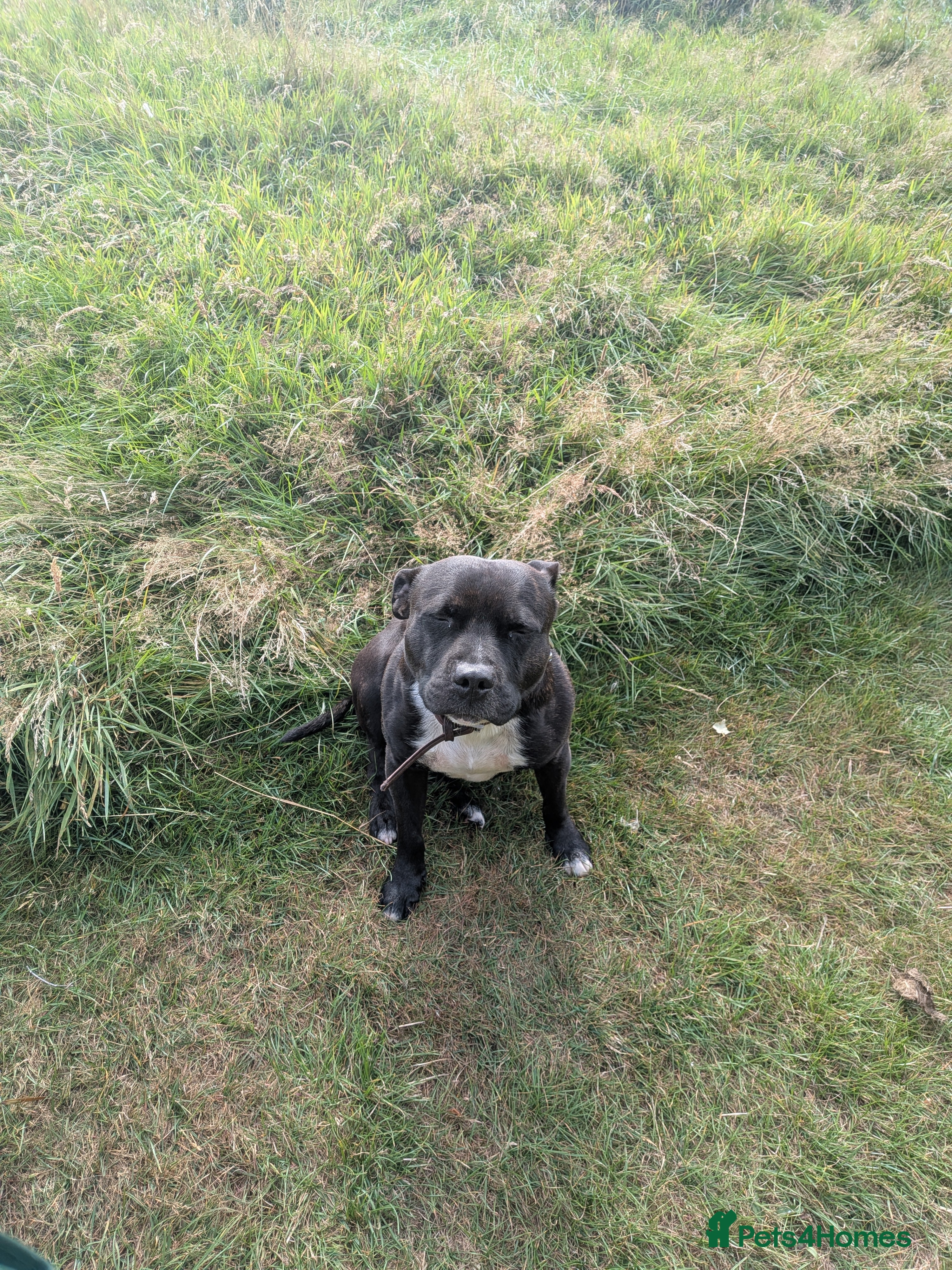 Staffordshire Bull Terrier dogs Mr Zeus  - Advert 3