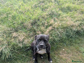 Staffordshire Bull Terrier dogs Mr Zeus - Advert 4