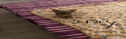 Sphynx cats for sale: Kitten - Advert 9