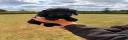Cockapoo dogs for sale: Stunning F1 Cockapoo pups for sale  - Advert 13