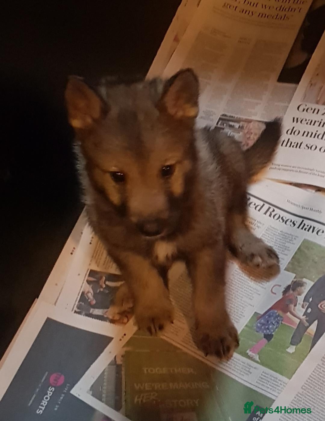 German Shepherd dogs RARE TAMASKAN PUPS REGISTERED AND EMBARKED - Advert 1