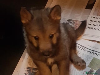 German Shepherd dogs RARE TAMASKAN PUPS REGISTERED AND EMBARKED - Advert 1