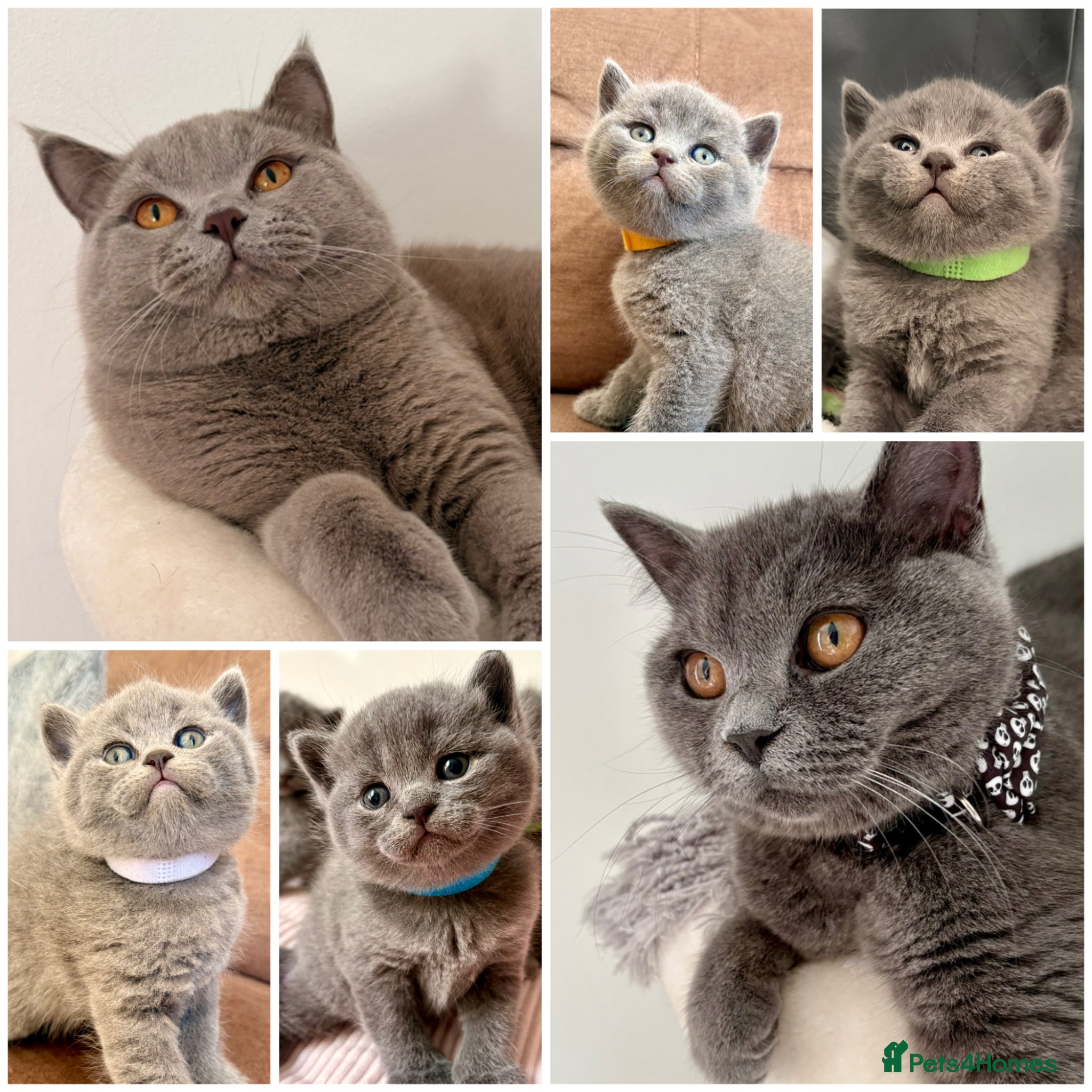 British Shorthair cats Chunky British Shorthair Kittens 🩵 - Advert 15