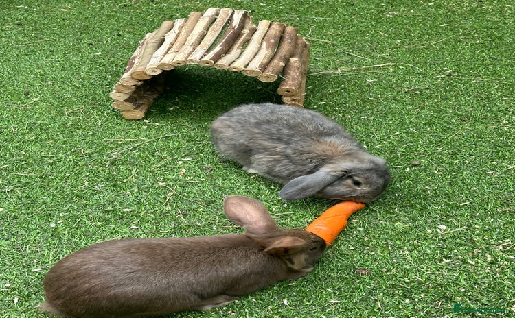 English Lop rabbits - Advert 1