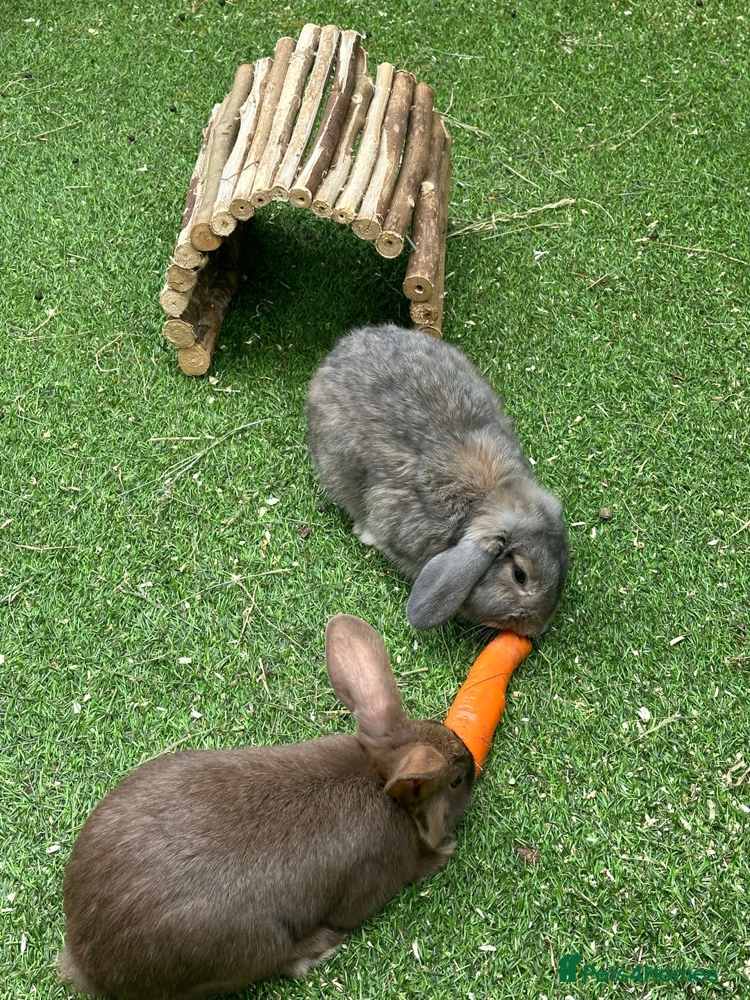 English Lop rabbits for sale: Brothers … - Image 1