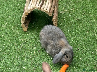 English Lop rabbits - Advert 5