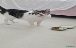Mixed Breed cats for adoption: Muji - Affectionate and Chatty Boy - Image 10