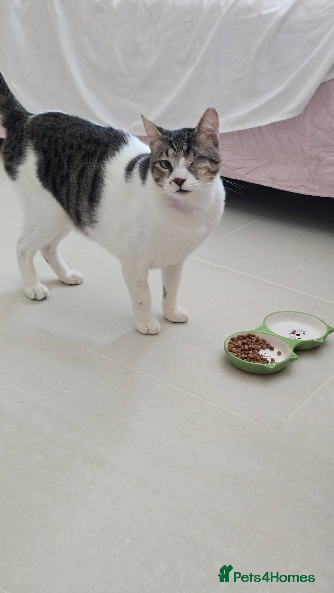 Mixed Breed cats for adoption: Muji - Affectionate and Chatty Boy - Image 10