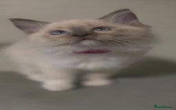 Ragdoll cats for sale: 2 beautiful litters of Ragdolls  - Image 7