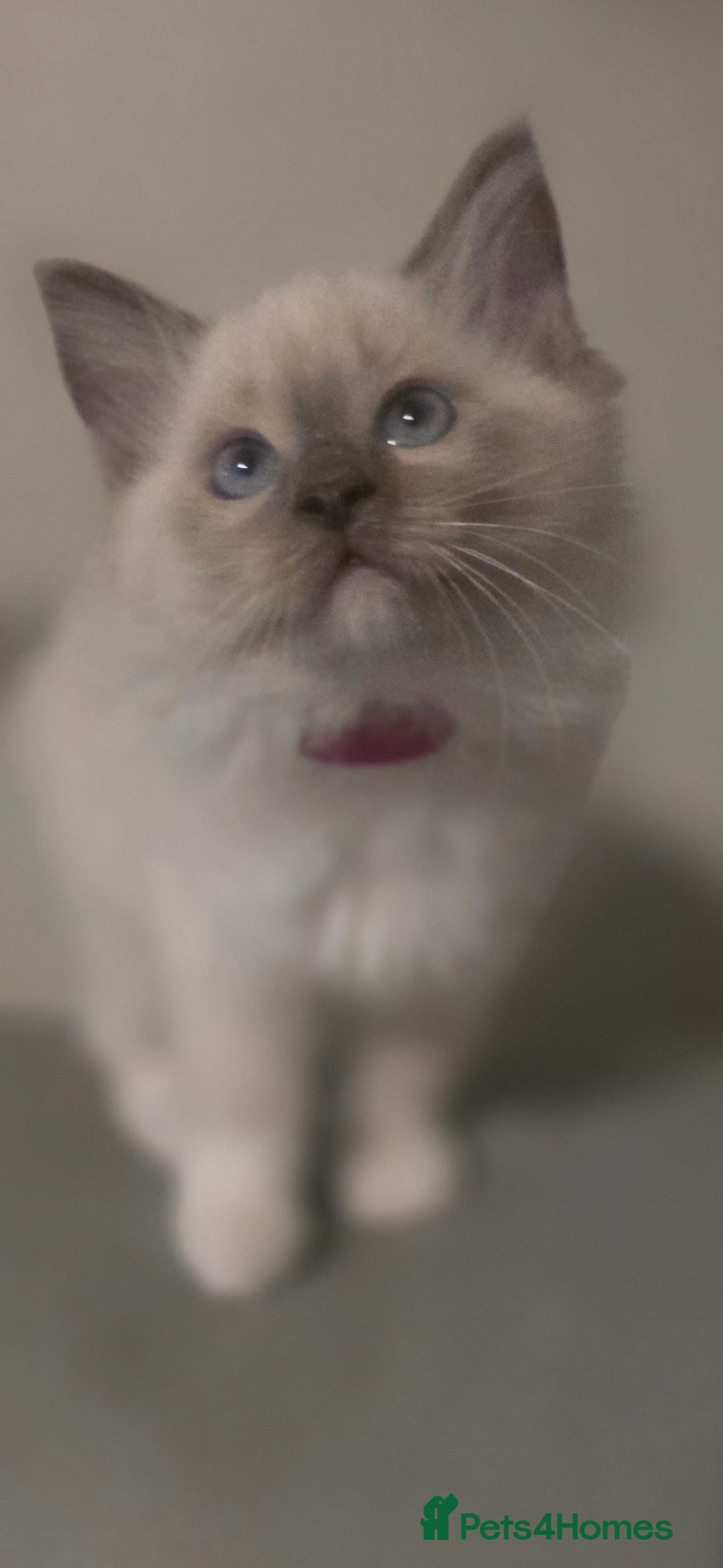 Ragdoll cats for sale: 2 beautiful litters of Ragdolls  - Image 7