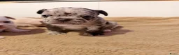 French Bulldog dogs for sale: french bulldogs ready next week  - Advert 19