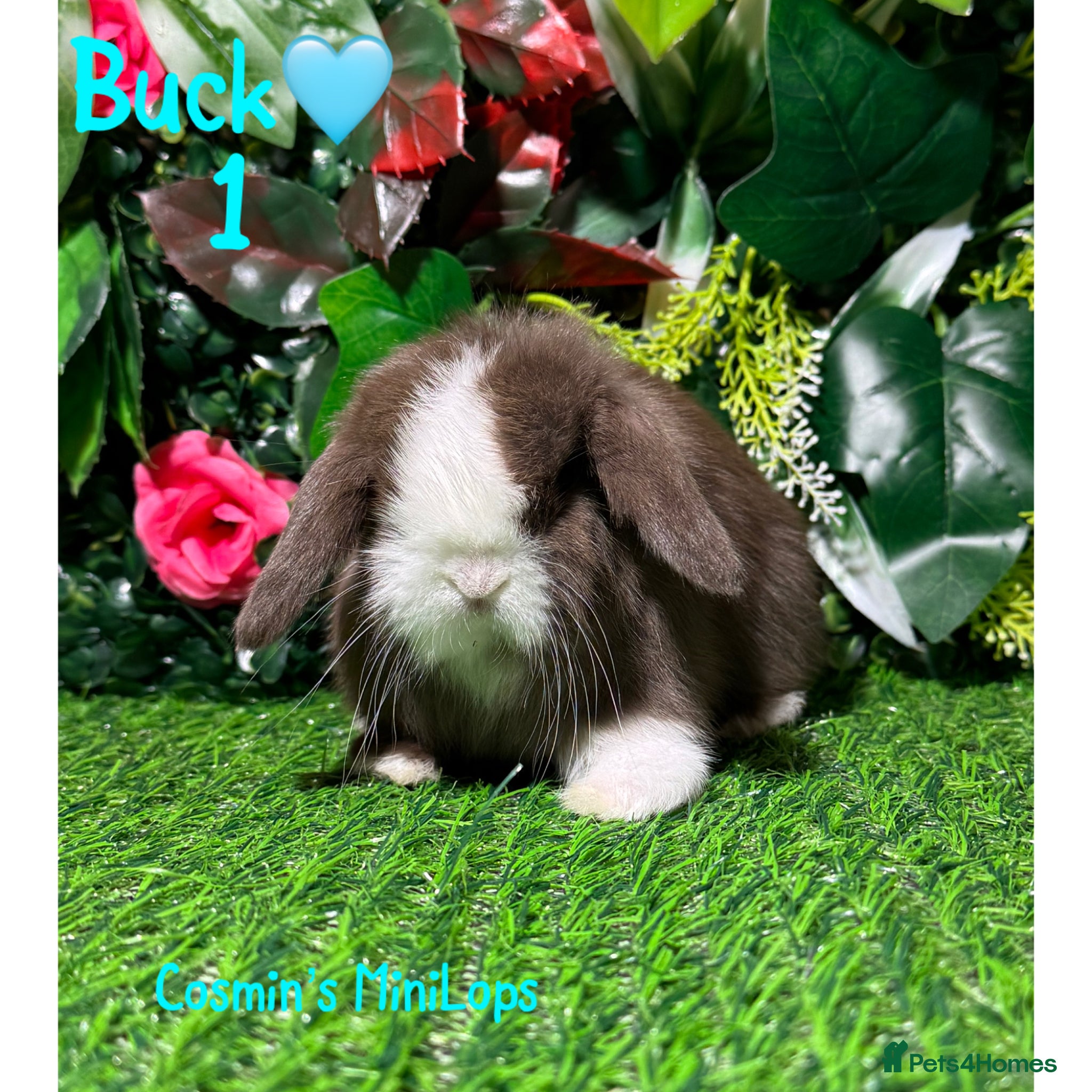 Mini Lop rabbits ✨STUNNING MINI LOP,READY TO REZERVE✨ - Advert 5