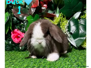 Mini Lop rabbits ✨STUNNING MINI LOP,READY TO REZERVE✨ - Advert 3