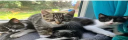 Domestic Shorthair cats for sale: Kittens  in Peterhead - Advert 3