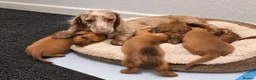 Miniature Dachshund dogs for sale: Longhair miniature dachshund puppys 🐶  - Advert 7