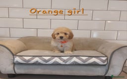 Poochon dogs for sale: Poochon puppies 🥰 - Image 10