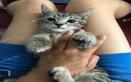Mixed Breed cats for sale: Beautiful kitty  - Image 5