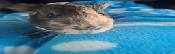 Guinea Pig rodents for sale: Male guinea pig  in South Brent - Advert 2