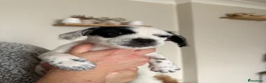 Mixed Breed Puppy 4