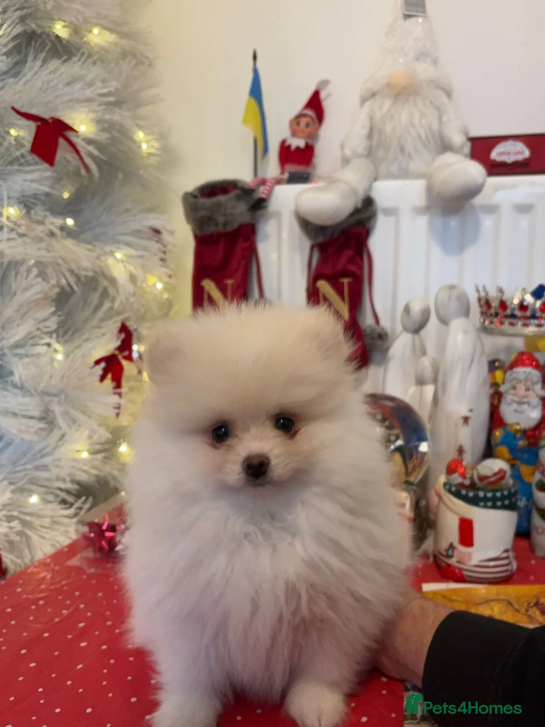 Pomeranian dogs for sale: Pomeranian Spitz. - Advert 8