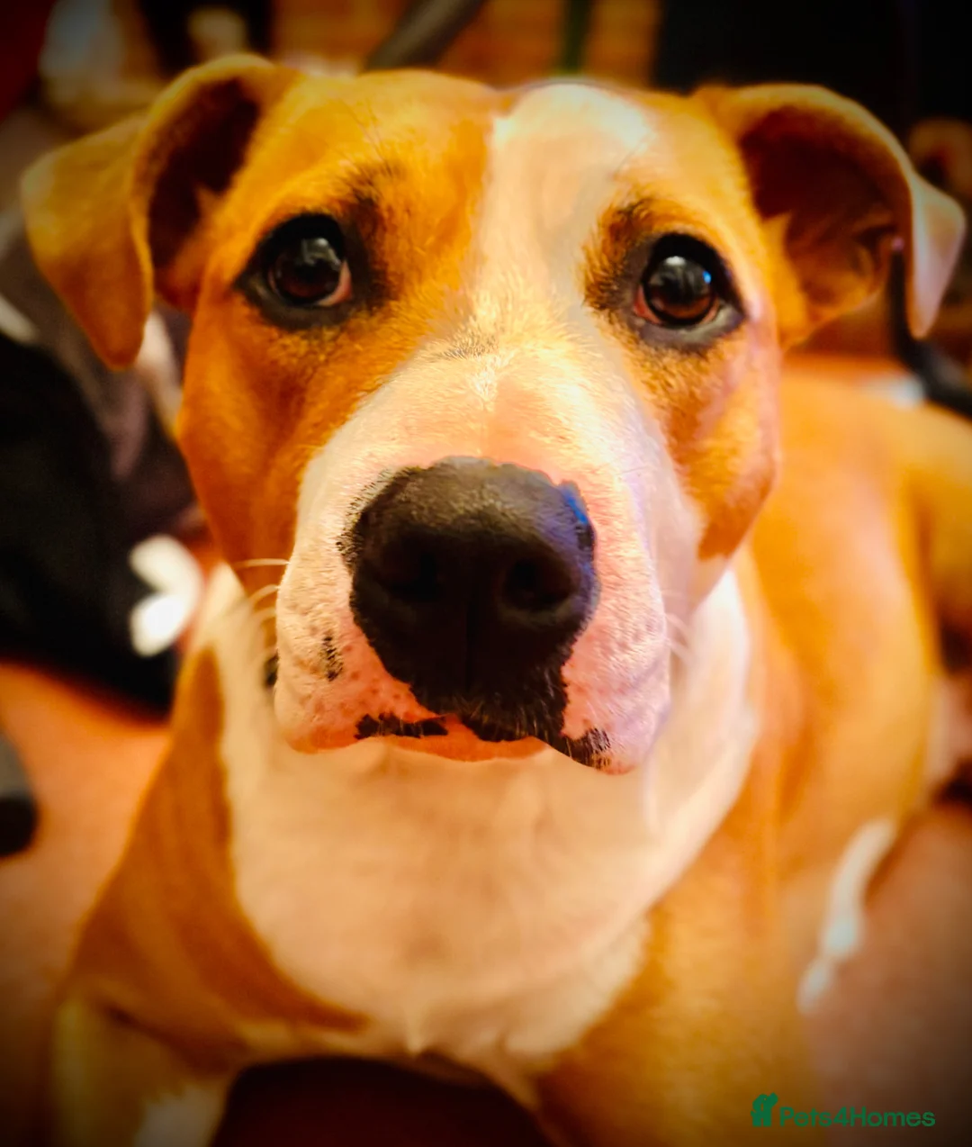 Mixed Breed dogs for sale: Happiest little bundles - Advert 7