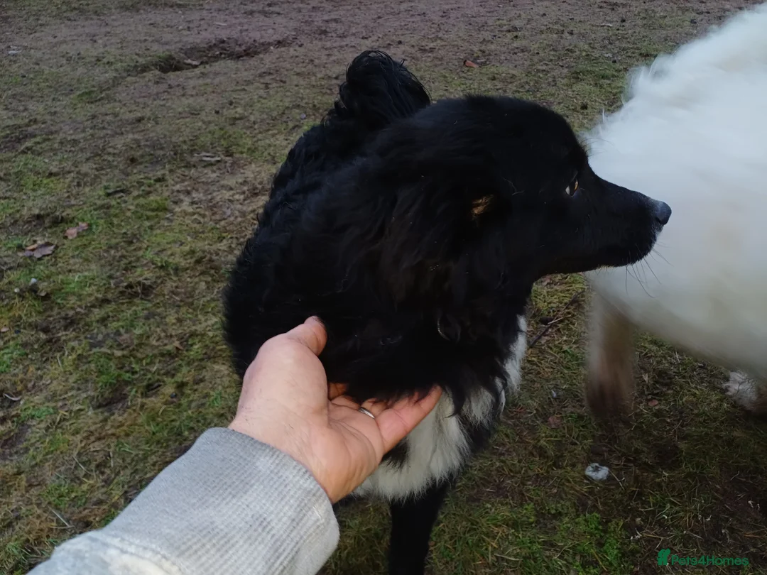 Mixed Breed dogs for adoption: Meet MARK - a very Sweet Boy for a Loving Home - Advert 10